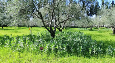 Online workshop: Intercropping in olive orchards